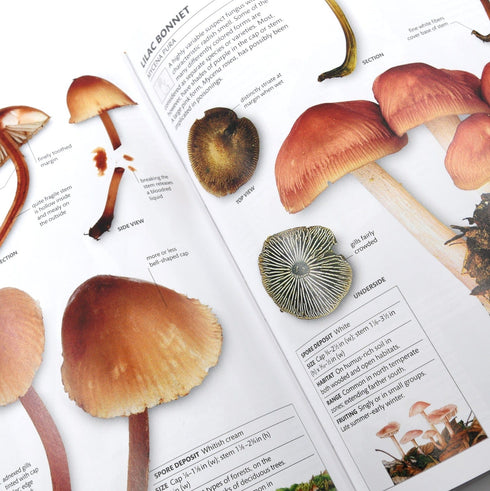 How to Identify & Gather Wild Mushrooms and Other Fungi